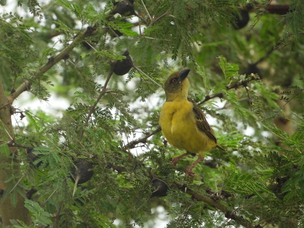 A female Fox's Weaver perched on Acacia drepanolobium. 