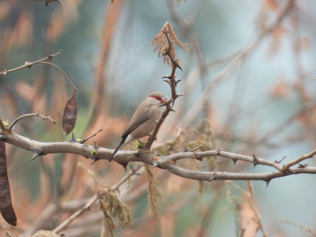 Black-rumped Waxbill perched on Acacia tree in Pian-Upe Wildlife Reserve