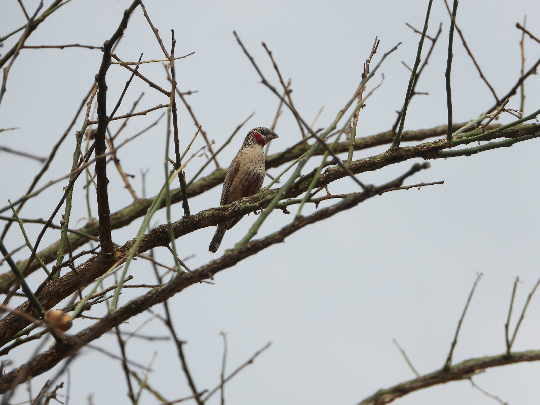 A Cut-throat Finch  from the grasslands for Iriiri, Napak
