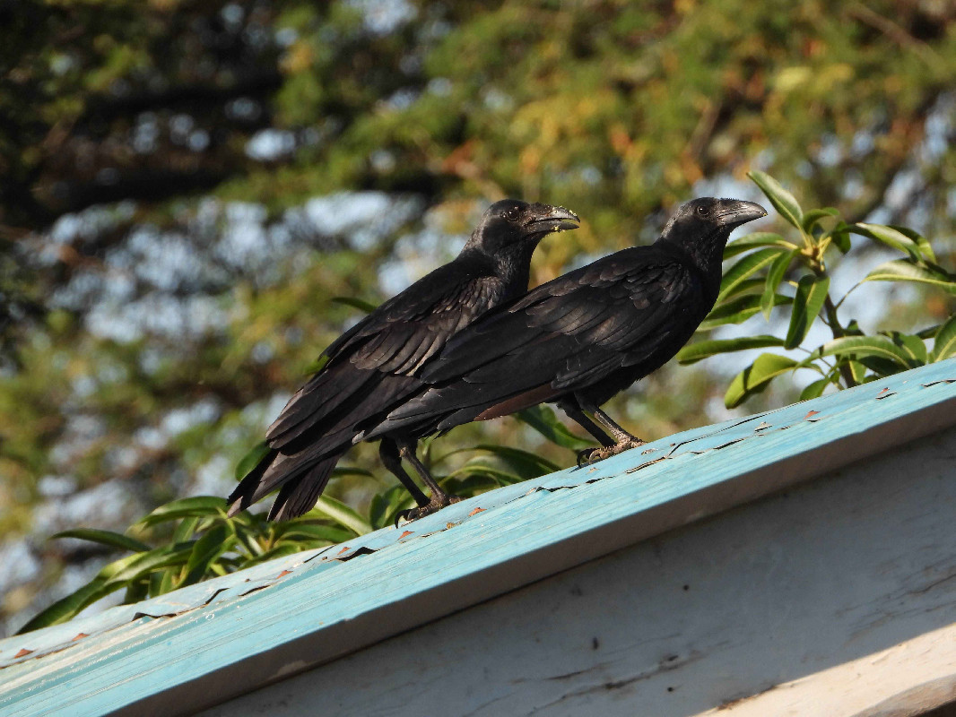 A Fan-tailed Raven from Moroto Town