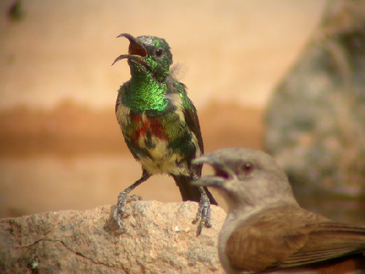 Beautiful Sunbird - Souimanga à longue queue