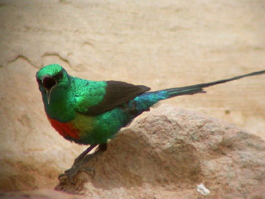 Beautiful Sunbird - Souimanga à longue queue