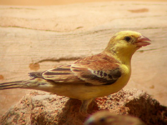 Sudan Golden Sparrow - Moineau doré