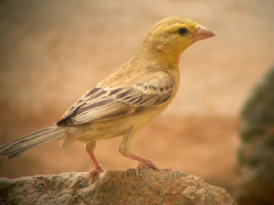 Sudan Golden Sparrow - Moineau doré