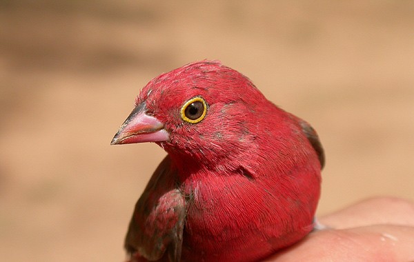 Red-billed Firefinch - Amarante du Sénégal