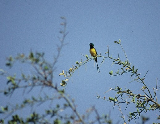 Pygmy Sunbird - Souimanga pygmée