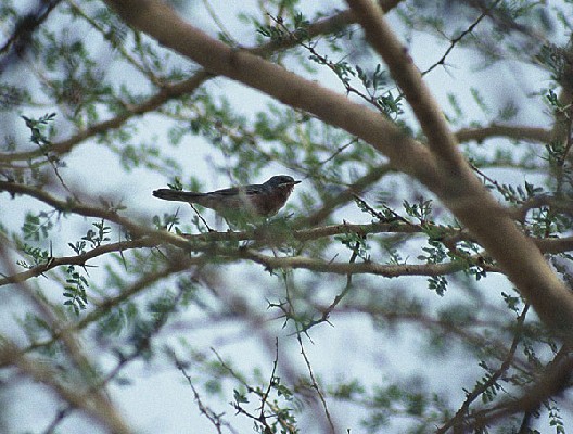 Subalpine Warbler - Fauvette passerinette