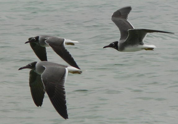 White-eyed Gulls flying