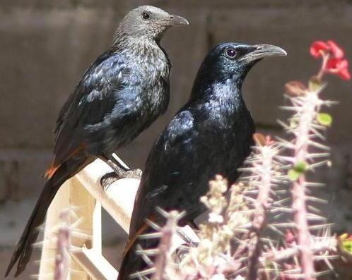 Red-Winged Starlings