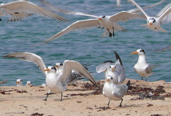 Lesser Crested Terns, landing