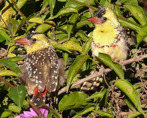 Yellow-breasted Barbets
