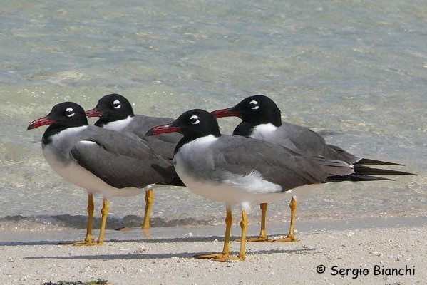 White-eyed Gulls