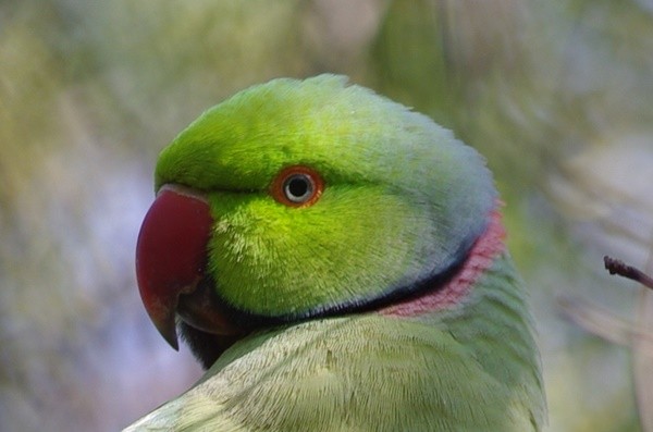 Rose-ringed Parakeet, close-up
