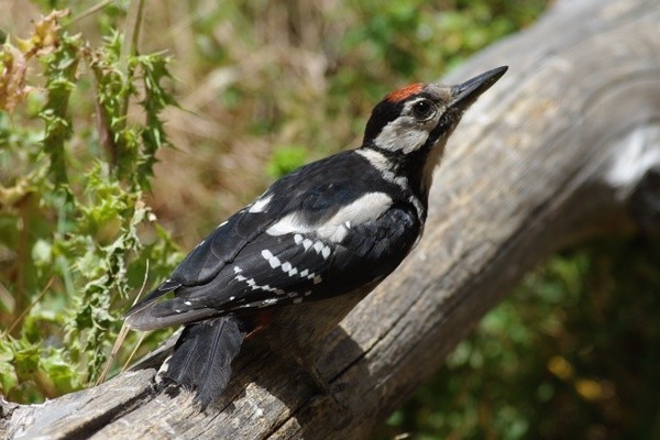 Great Spotted Woodpeckers ssp. Canariensis