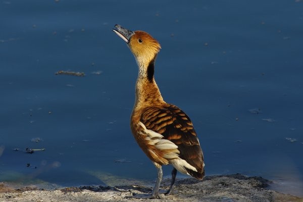 Fulvous Whistling Duck, whistling