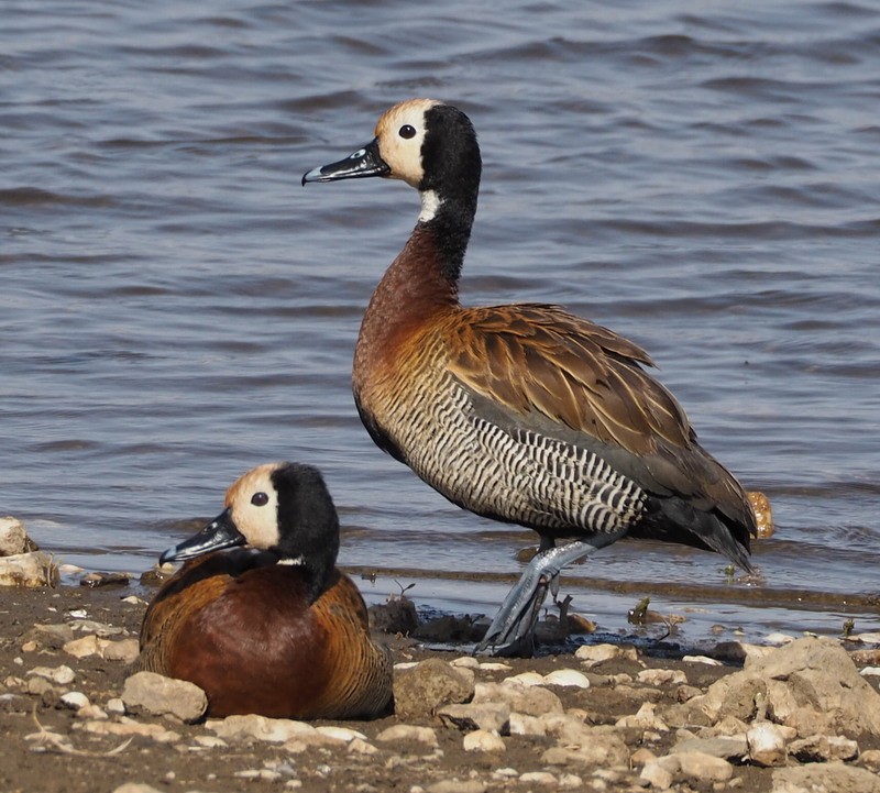White-faced whistling Duck