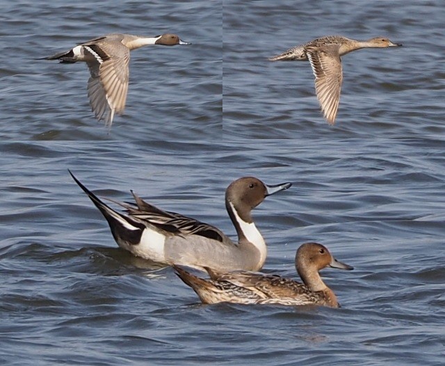 Nothern Pintails