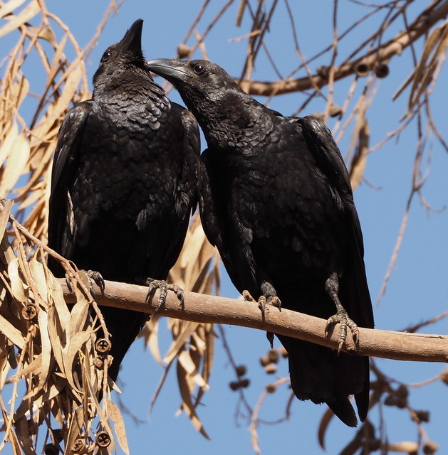 Fan-tailed Ravens