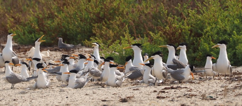 Lesser Crested Terns, nesting toghrther with Greater Crested Terns