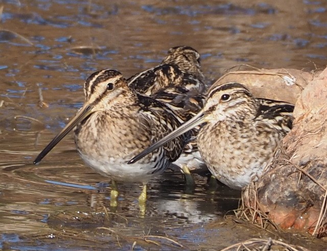 Common Snipes