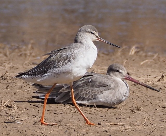 Spotted Redshank, with Black-tailed Godwit