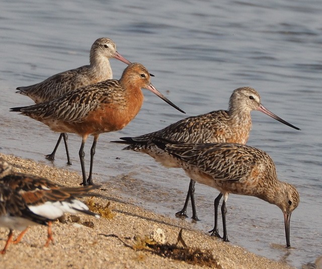 Bar-tailed Godwits, breeding and coming into breeding plumage