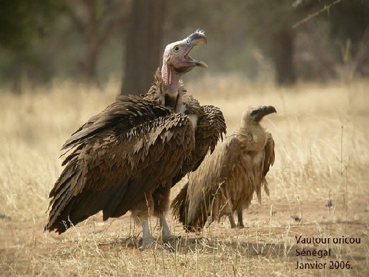 Vautour oricou et vautour africain