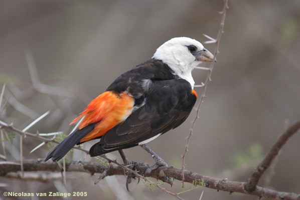 White-headed Buffalo-Weaver