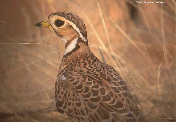 Three-banded Courser