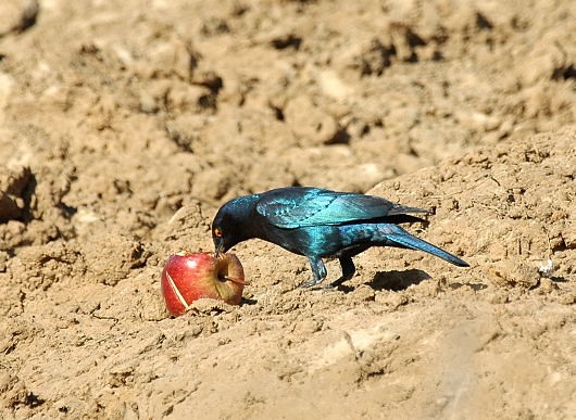 Cape Glossy Starling eating an apple