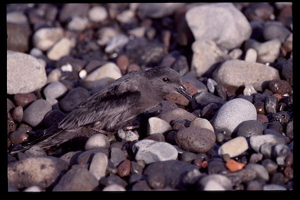 Bulwer's Petrel on the beach
