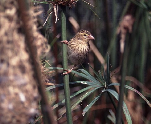Female Southern Red Bishop near the nest