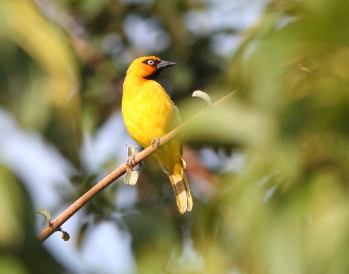Olive-naped Weaver