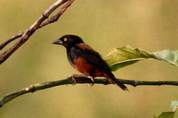 Chestnut-and-black Weaver