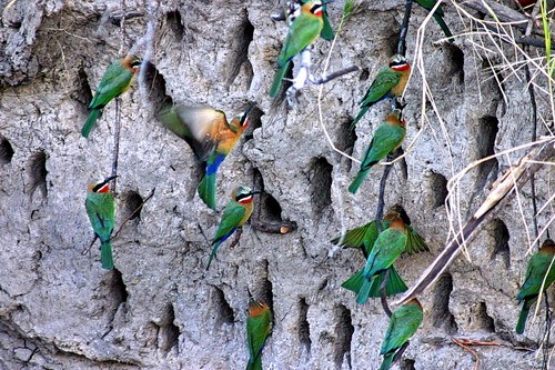 White-fronted Bee-eaters at Nests