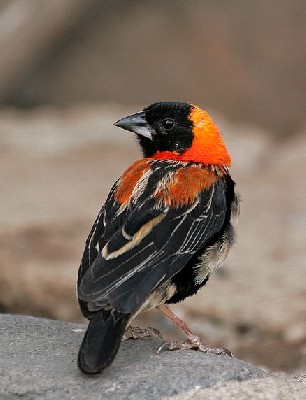 Black bishop (Euplectes gierowii friederichseni)