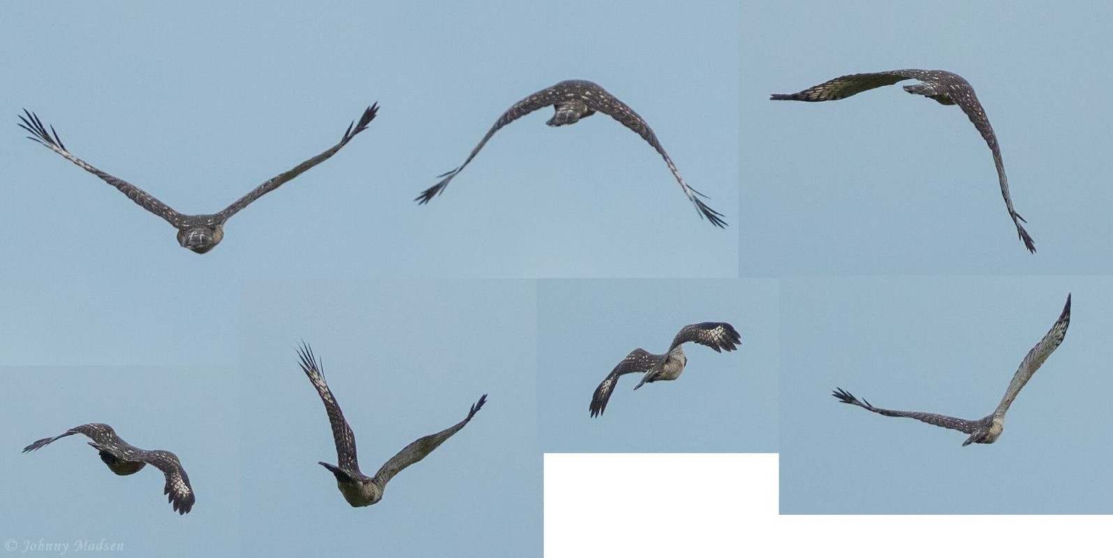 Black Sparrowhawk juvenile 