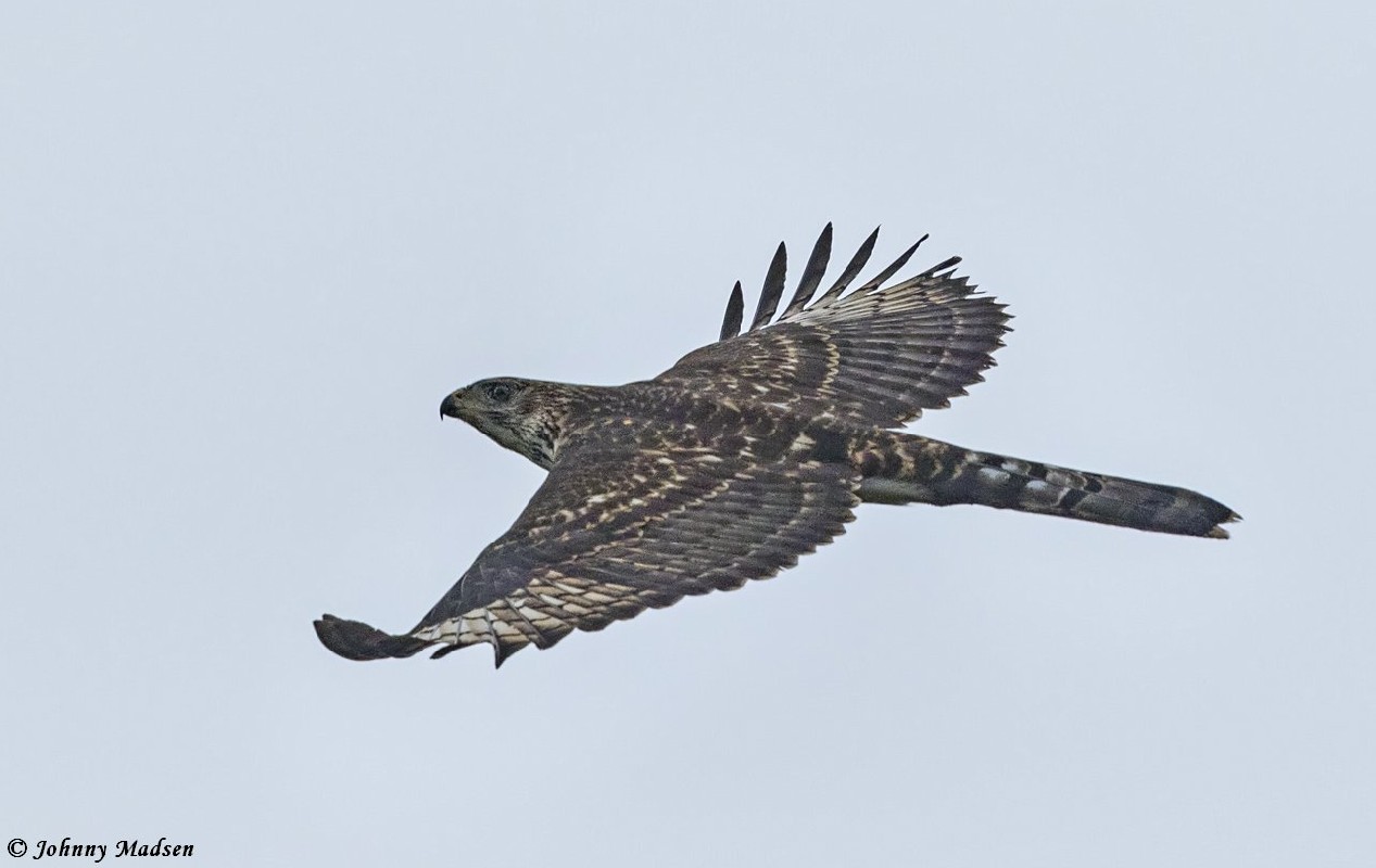 Black Sparrowhawk juvenile 