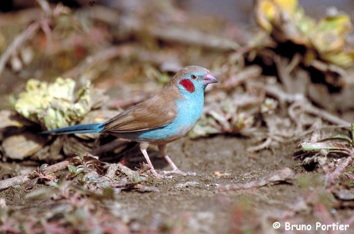 Male Red-cheeked Cordon-bleu in brillant plumage at Nazinga Game Ranch (BF)