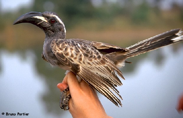 African Grey Hornbill in hand