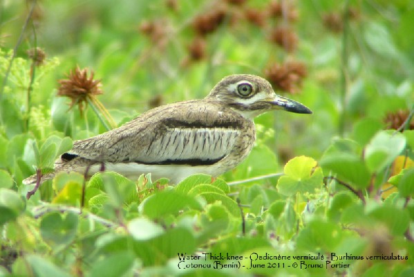 Adult Water Thick-knee in Cotonou harbour
