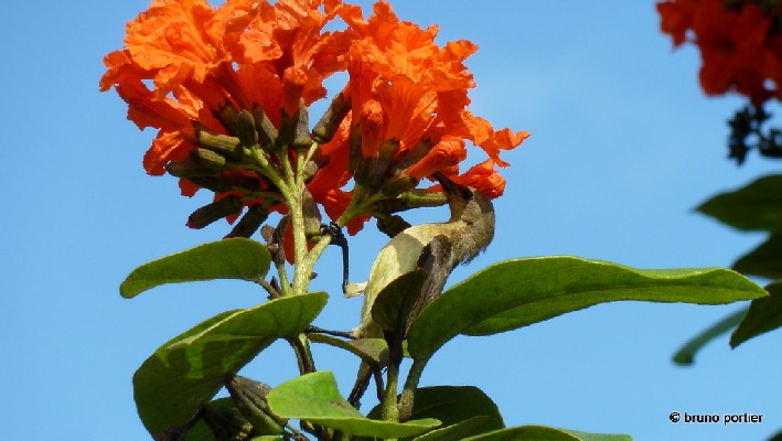 Female Variable Sunbird in a garden of Cotonou