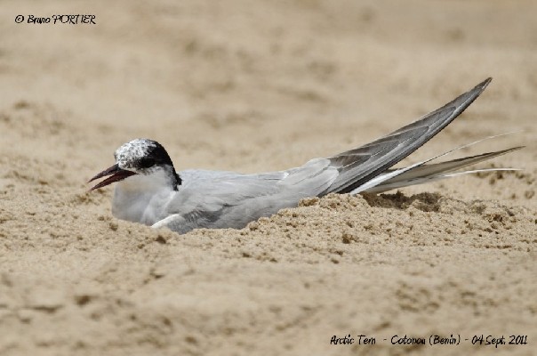 Adult Arctic Tern taking some rest on Cotonou beach