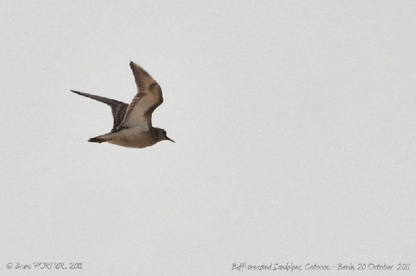 Buff-breasted Sandpiper in flight