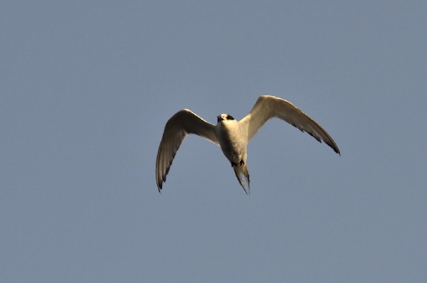 Flight action of an Arctic Tern above 