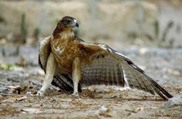 Immature African Hawk Eagle