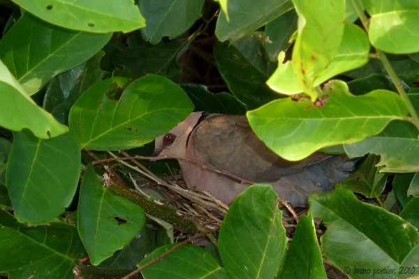 Red-eyed Dove at nest