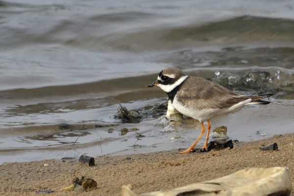 Ringed Plover in Cotonou