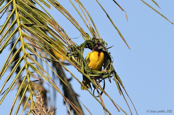 Village Weaver: a male buiding nest