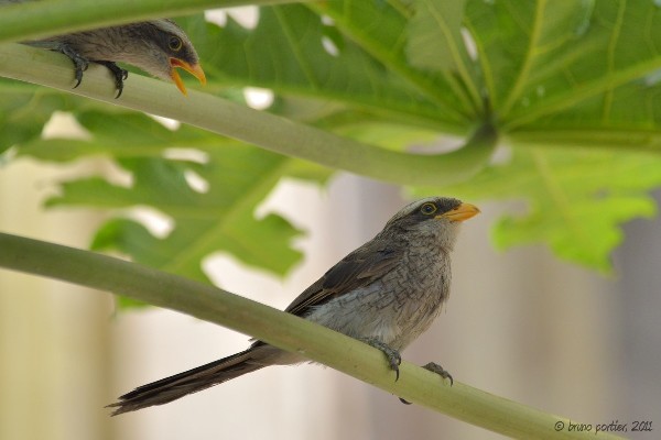 Yellow-billed Shrike, adult with juvenile begging food